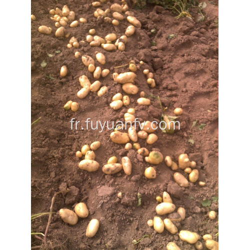 Pomme de terre fraîche en vente